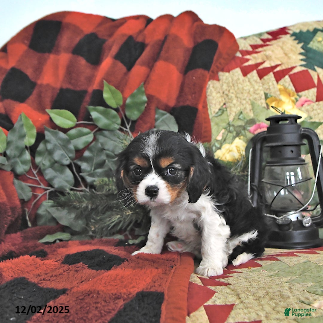 Cavalier King Charles Spaniel dogs for sale: Twila - Ad 3