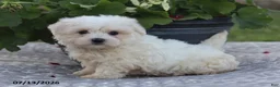 Maltese dogs for sale: Arlene - Ad 3