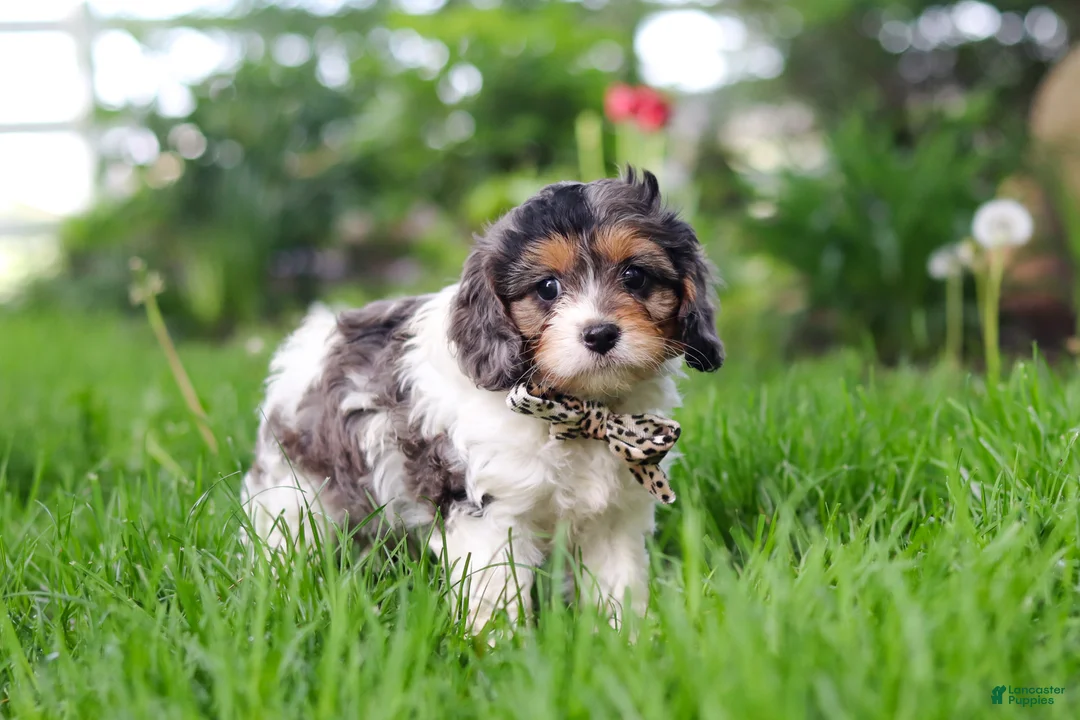 Cavapoo dogs for sale: Fury - Ad 2
