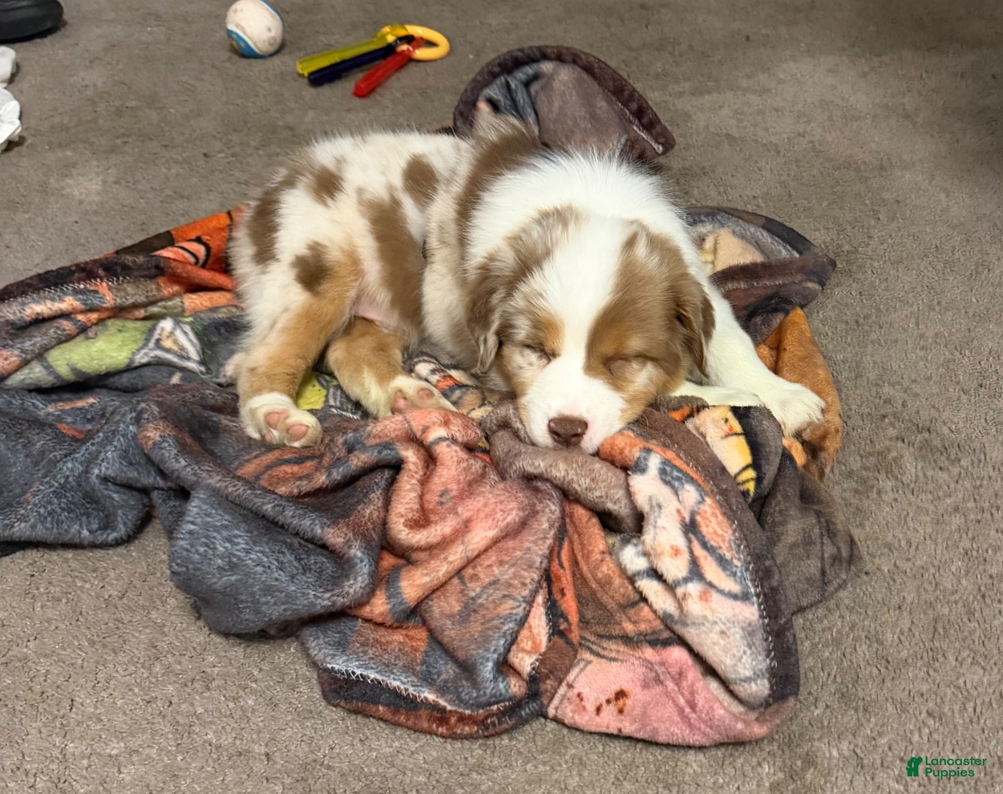 Miniature Australian Shepherd dogs Miniature Australian Shepherd 1 - Ad 24