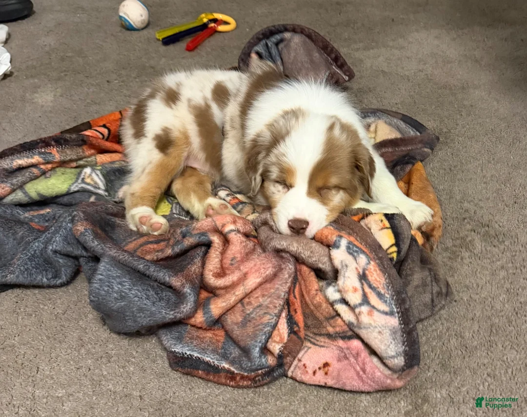 Miniature Australian Shepherd dogs for sale: Miniature Australian Shepherd 1 - Ad 1