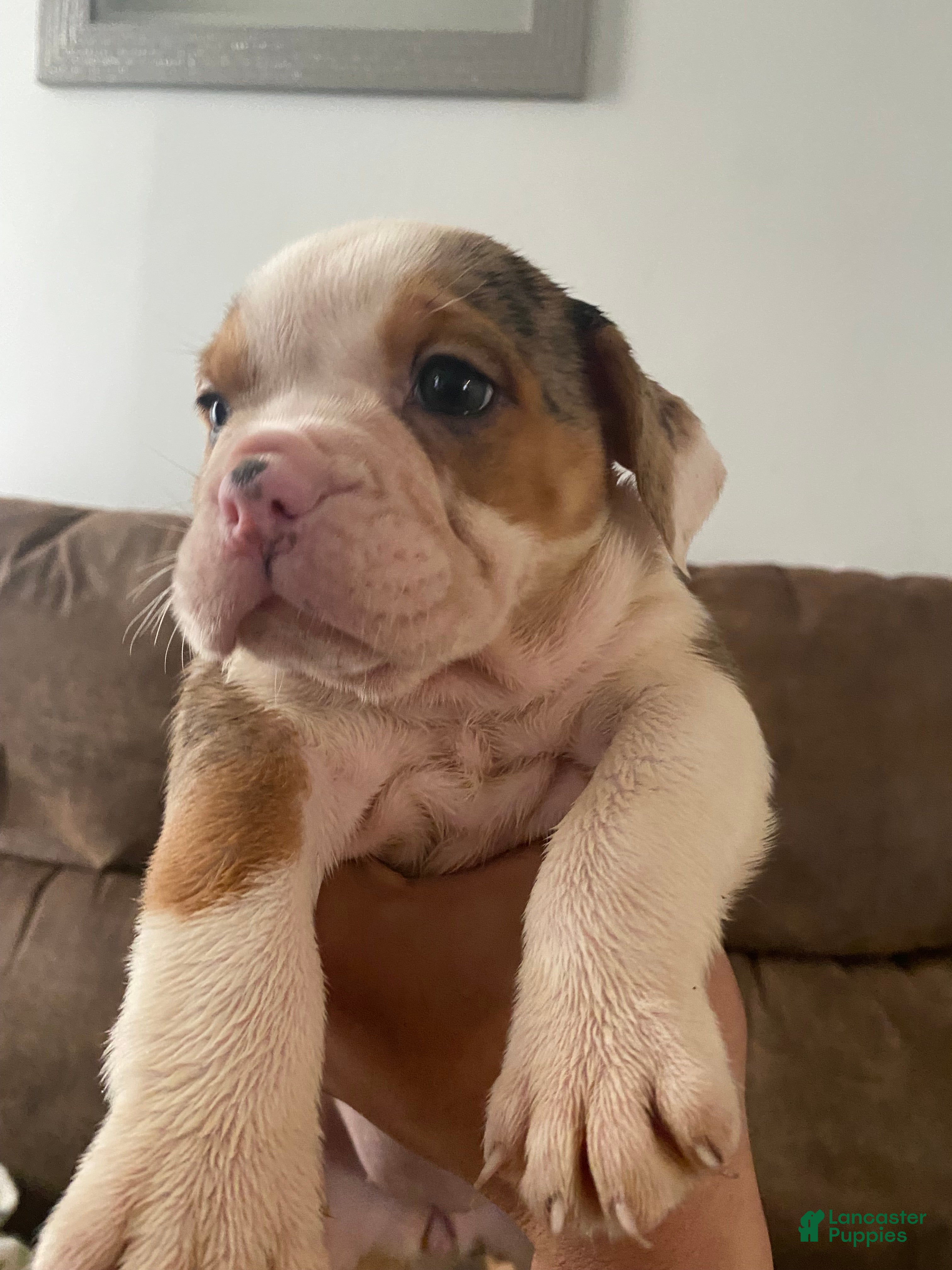 Beabull dogs Ashley - Ad 10