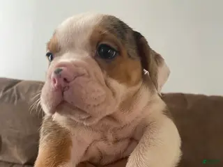 Beabull dogs Ashley - Ad 10