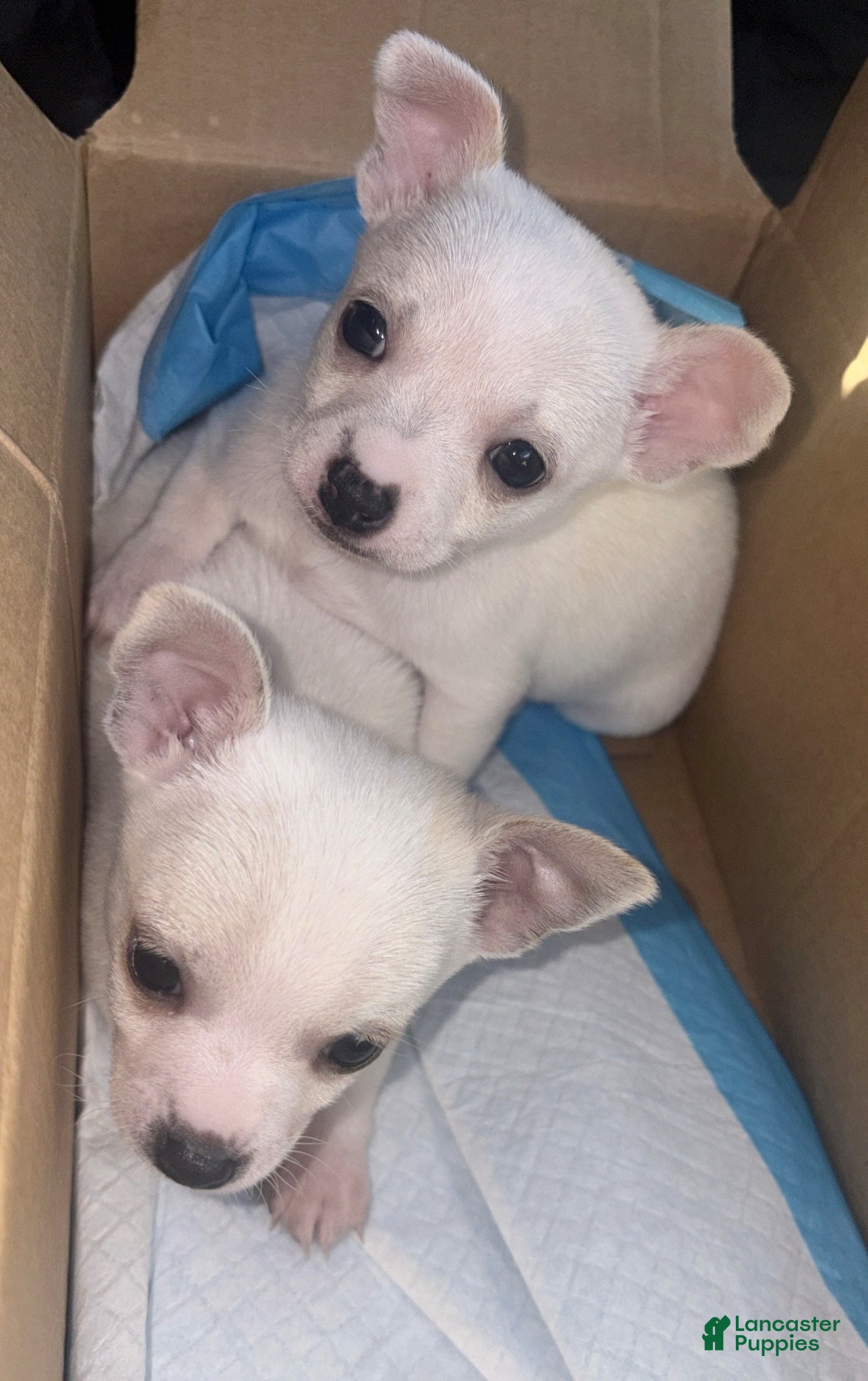 Chihuahua dogs Chihuahua Puppy 1 - Ad 19