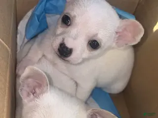 Chihuahua dogs Chihuahua Puppy 1 - Ad 19