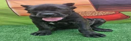 Cane Corso dogs for sale: SKY - Ad 11