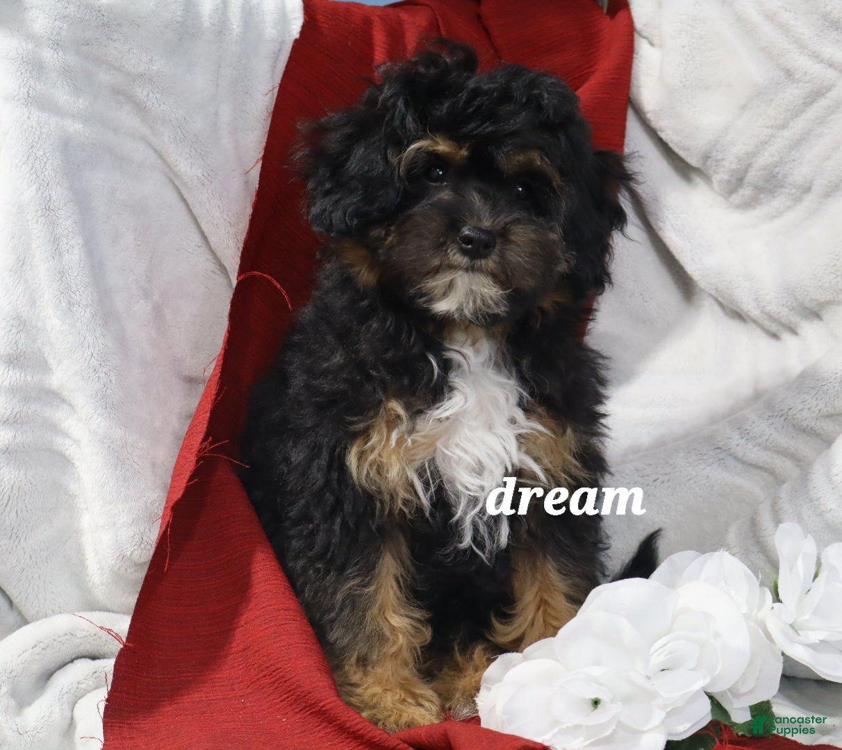 Cavapoo dogs River - Ad 1