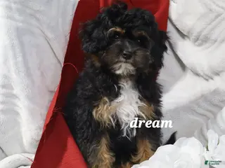 Cavapoo dogs for sale: River - Ad 2