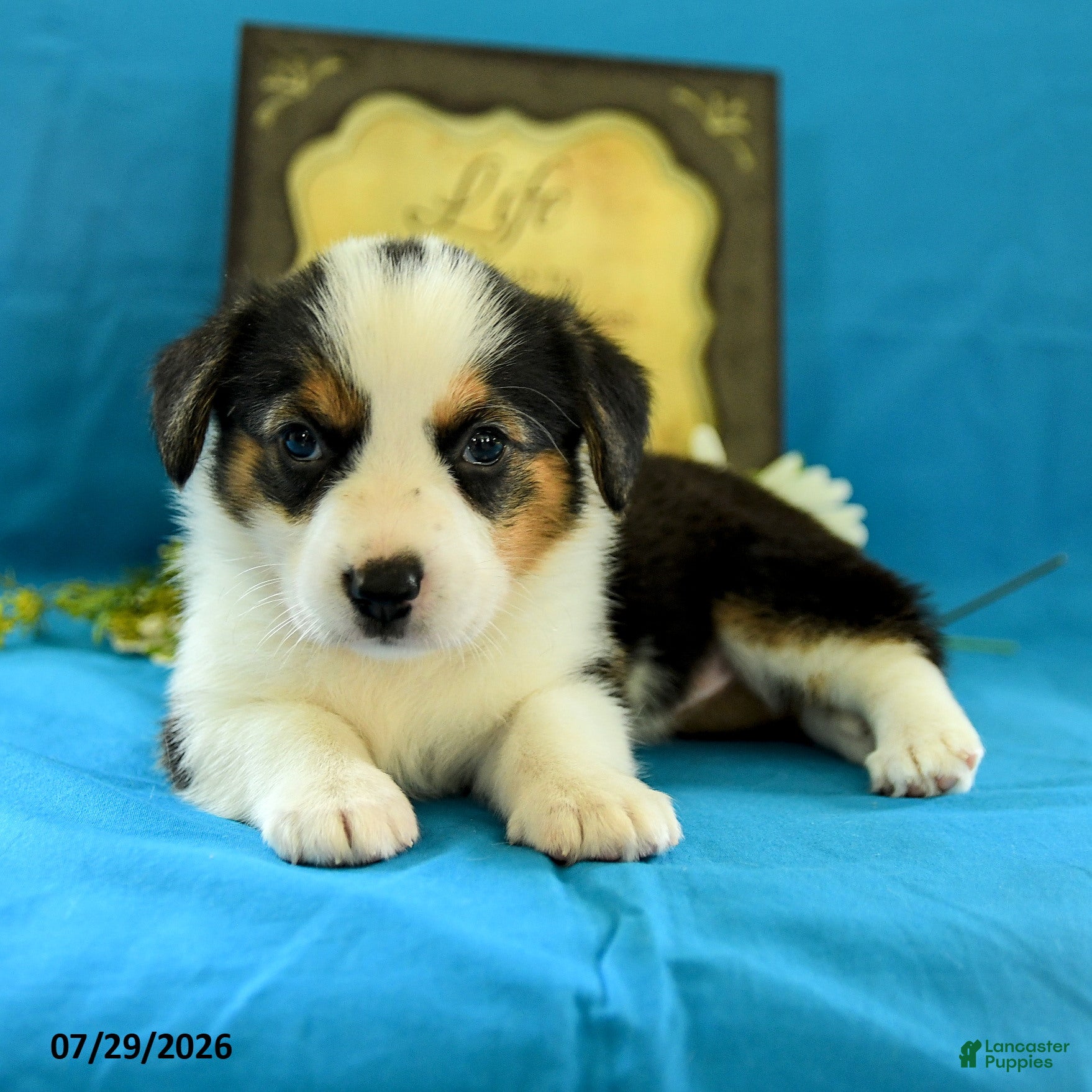 Welsh Corgi Pembroke dogs Bethany - Ad 2