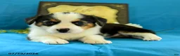 Welsh Corgi Pembroke dogs for sale: Bethany - Ad 2