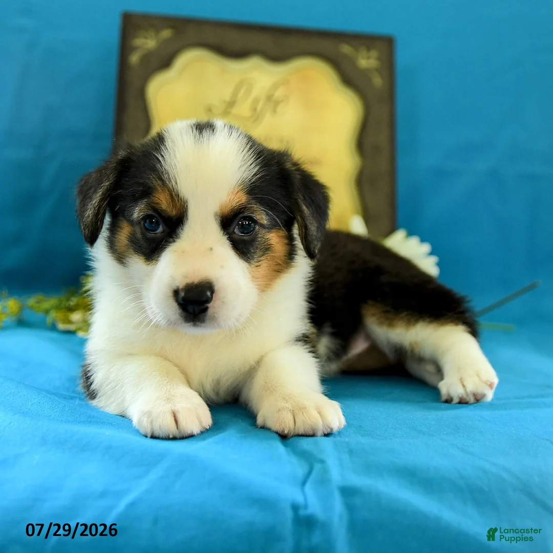 Welsh Corgi Pembroke dogs for sale: Bethany - Ad 2
