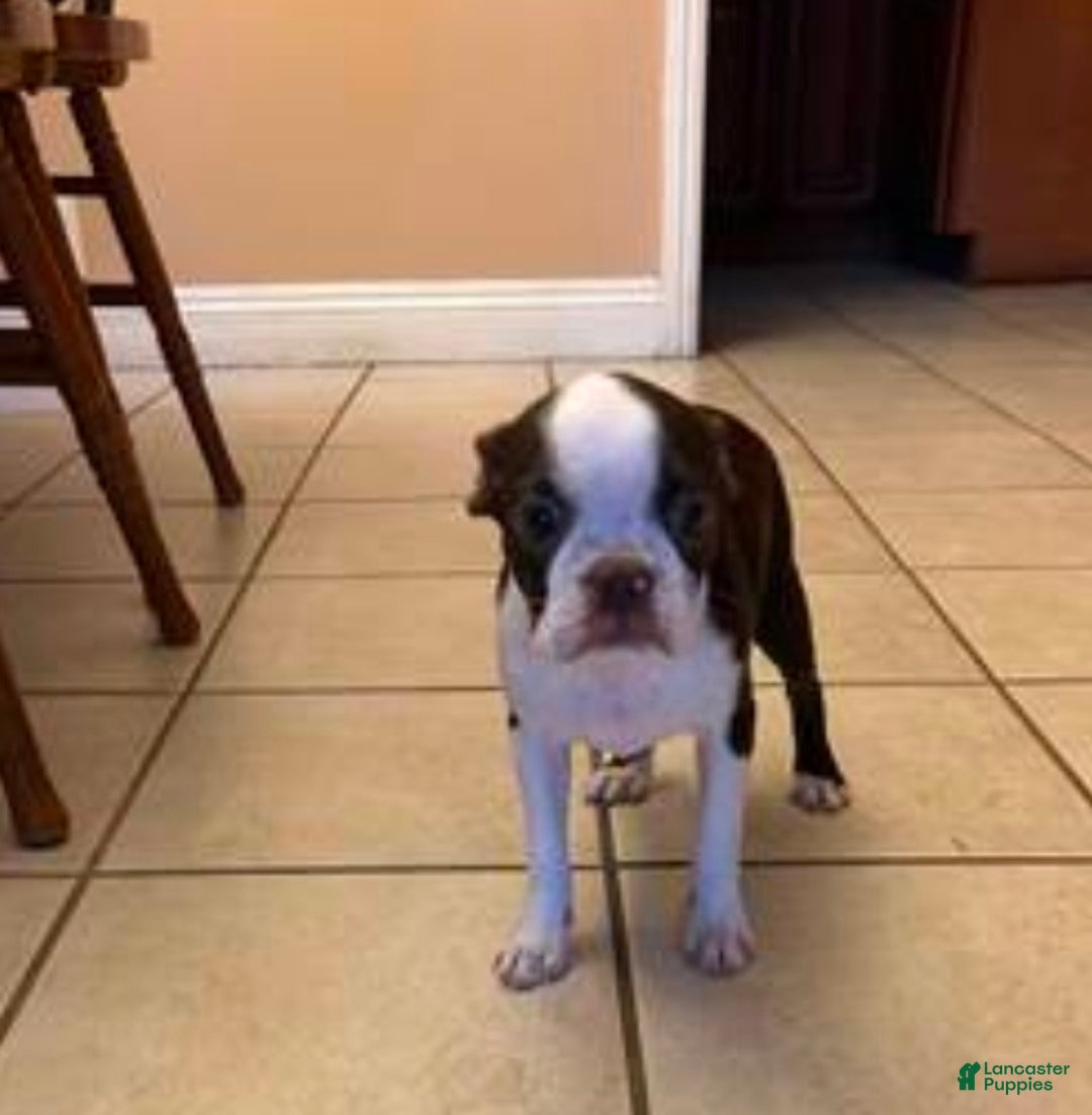 Frenchton dogs for sale: Frenchton Puppy 2 - Ad 4