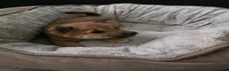 Shiba Inu dogs for sale: Shiba Inu 2 - Ad 14