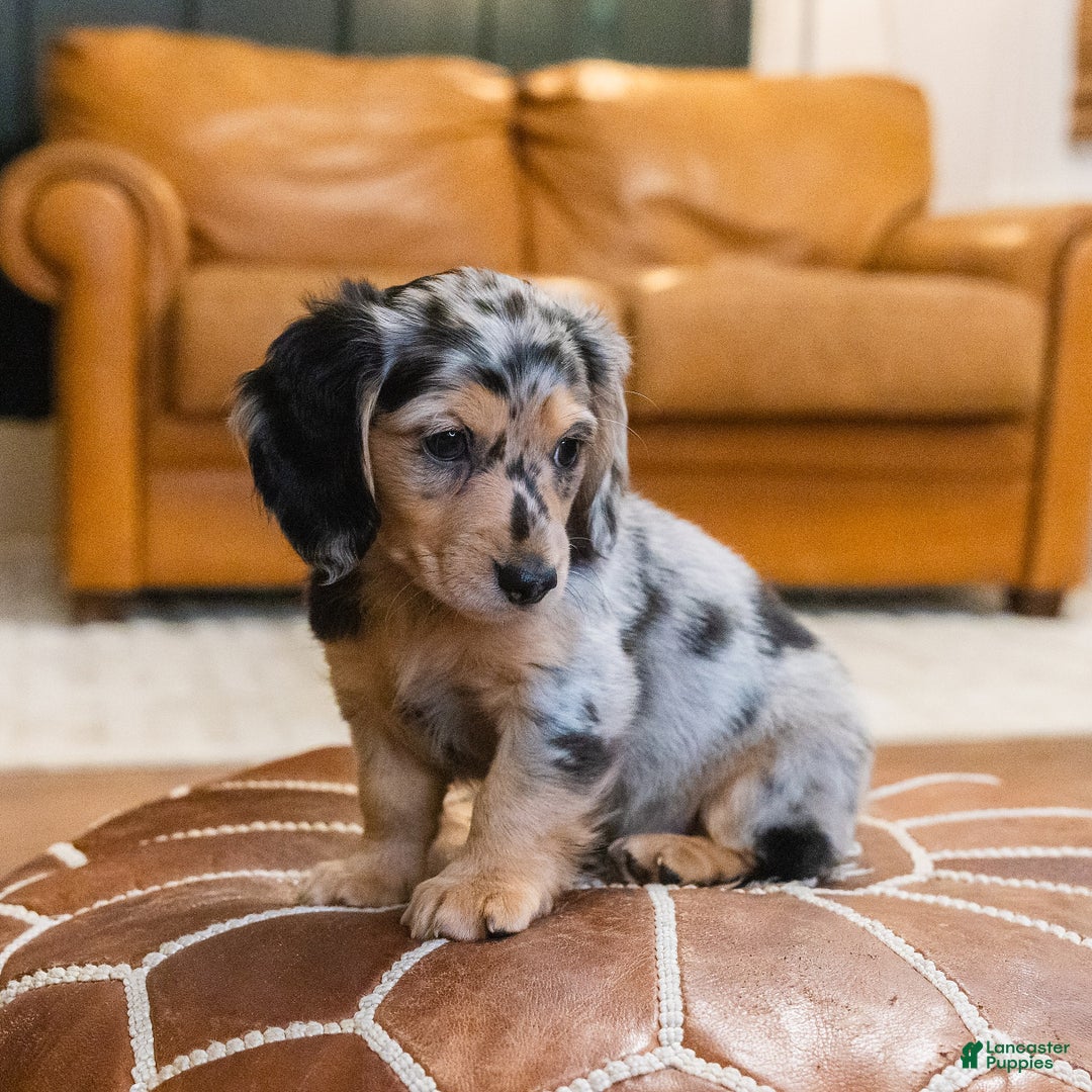 Miniature Dachshund dogs for sale: Max - Ad 9