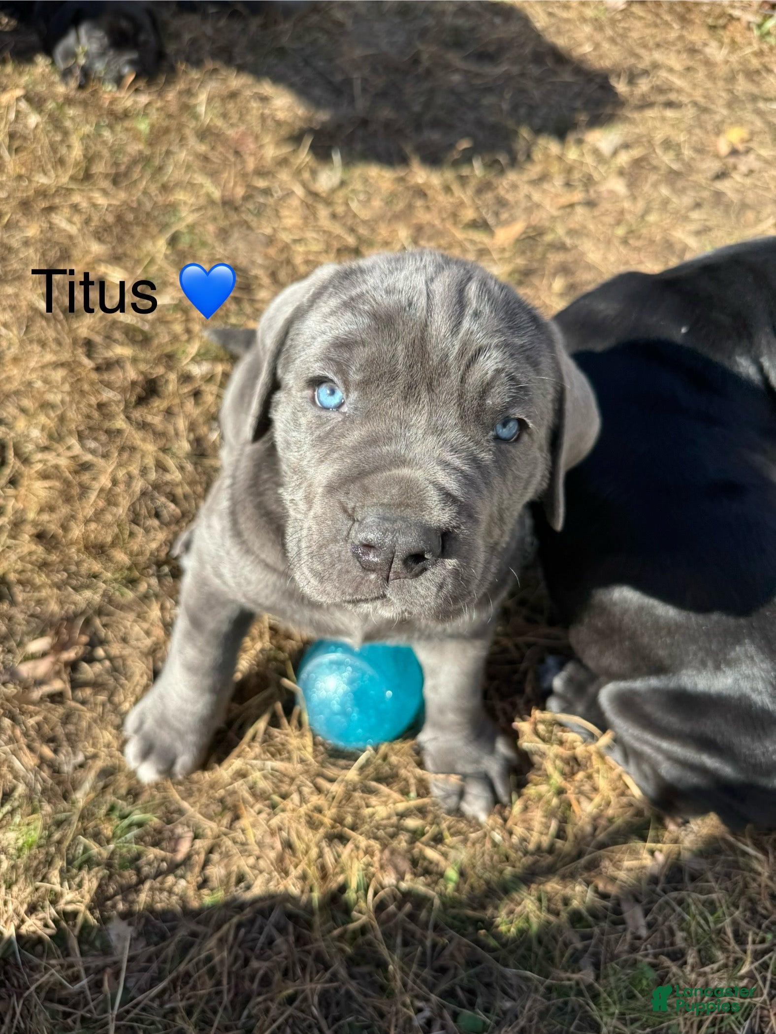 Cane Corso dogs Titus (sold) - Ad 38