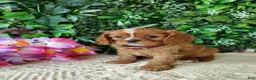 Cavalier King Charles Spaniel dogs for sale: Callie - Ad 7