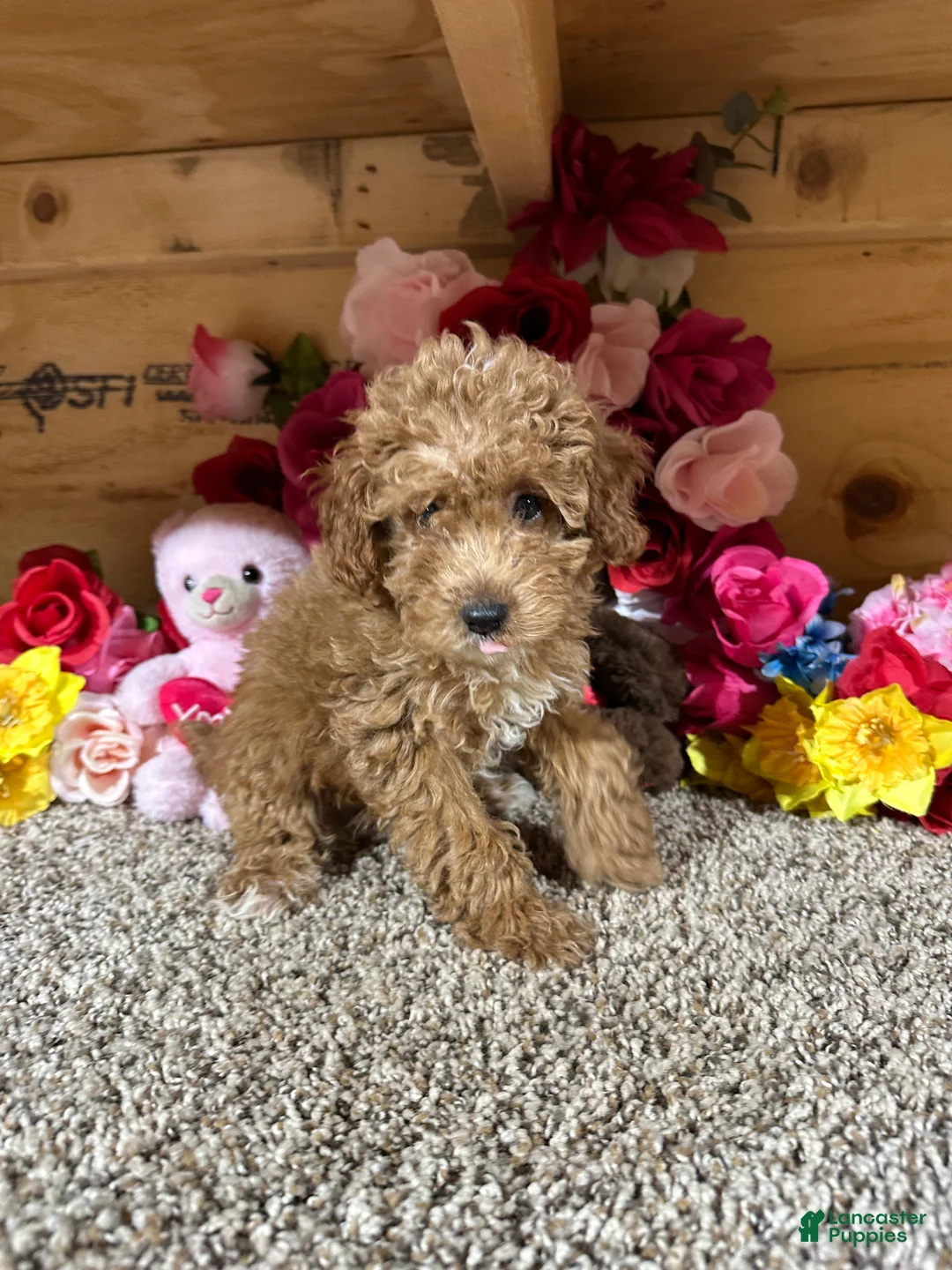 Toy Poodle dogs for sale: Toy Poodle 3 - Ad 1