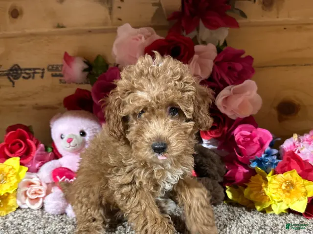 Toy Poodle dogs Toy Poodle 3 - Ad 1