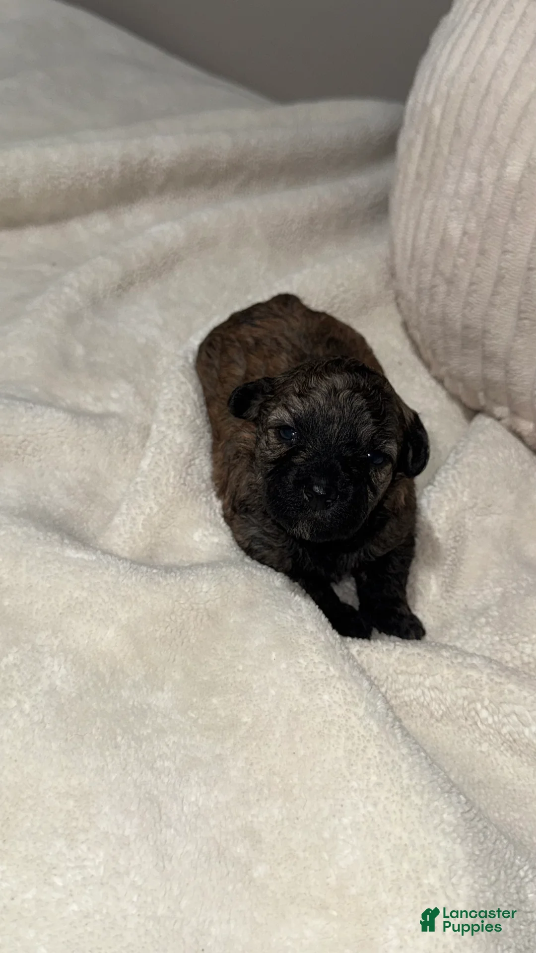 Toy Poodle dogs for sale: Mocha - Ad 2
