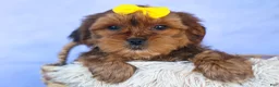 Shorkie dogs for sale: RANDY - Ad 16