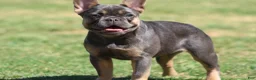 French Bulldog dogs for sale: French Bulldog Puppy 2 - Ad 1