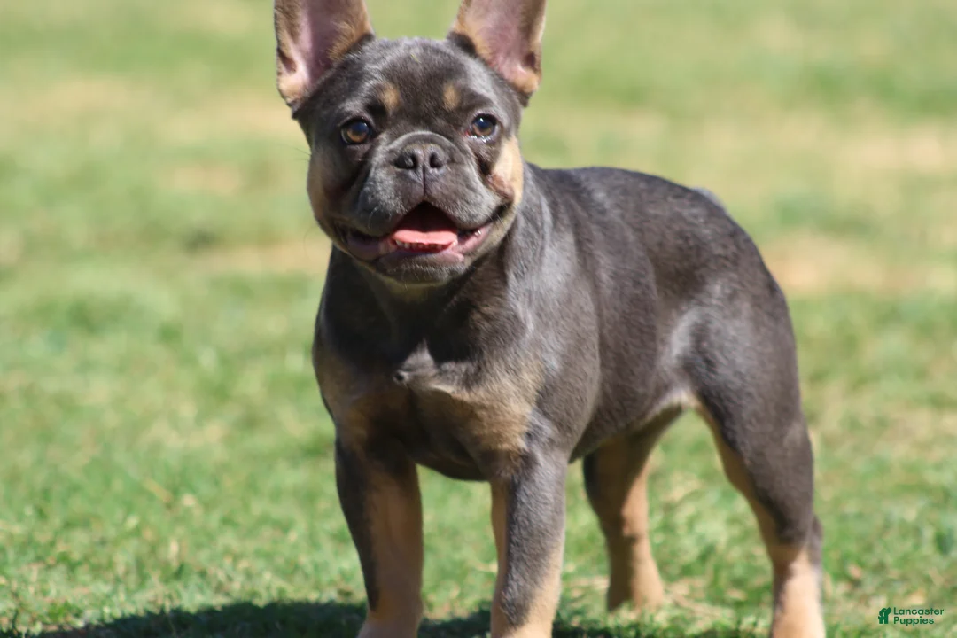 French Bulldog dogs for sale: French Bulldog Puppy 2 - Ad 1