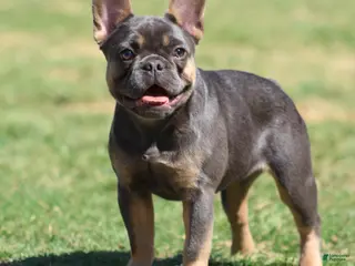 French Bulldog dogs French Bulldog Puppy 2 - Ad 15