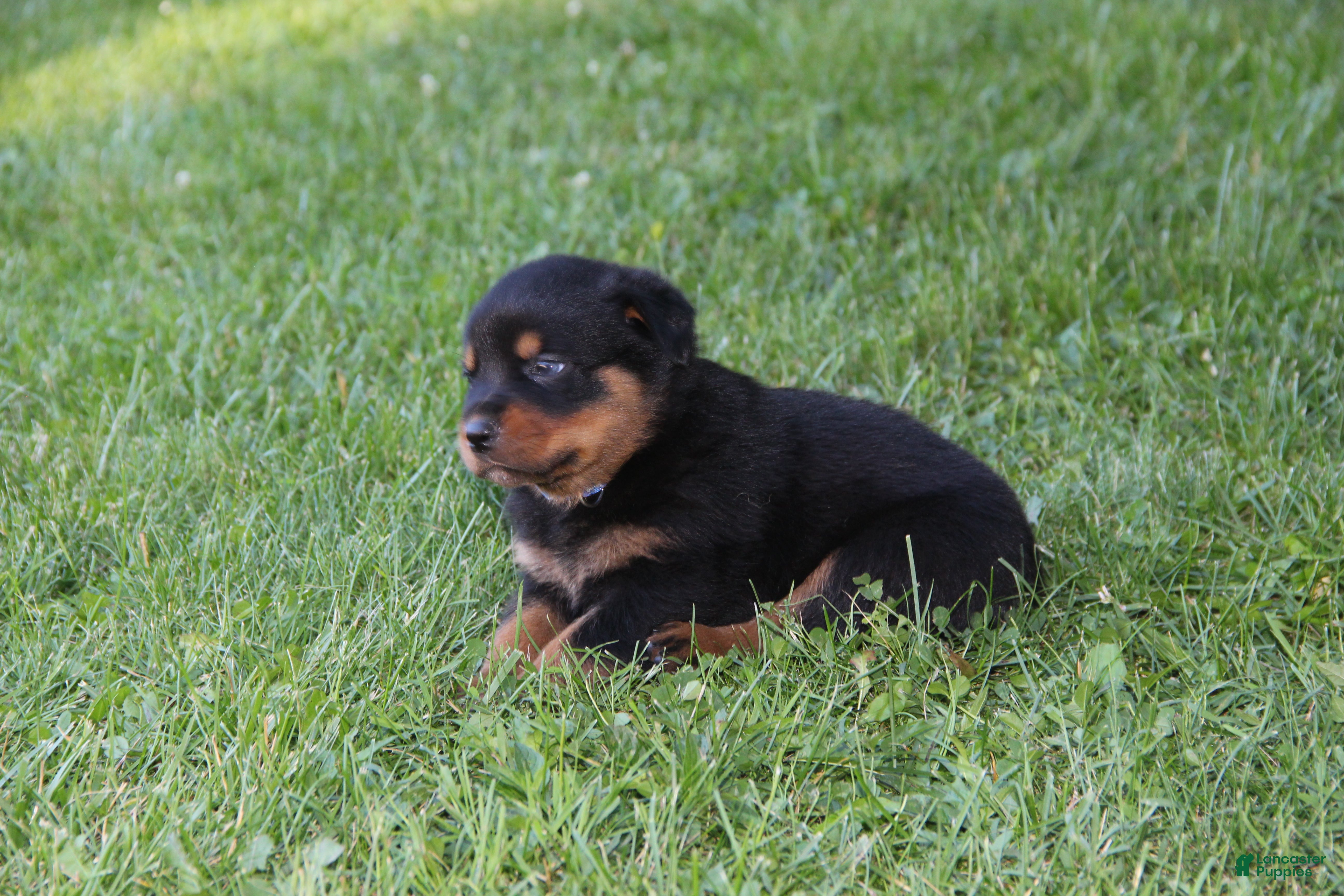 Rottweiler dogs Violet - Ad 1