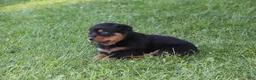 Rottweiler dogs for sale: Violet - Ad 1