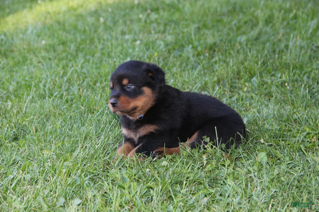Rottweiler dogs for sale: Violet - Ad 1