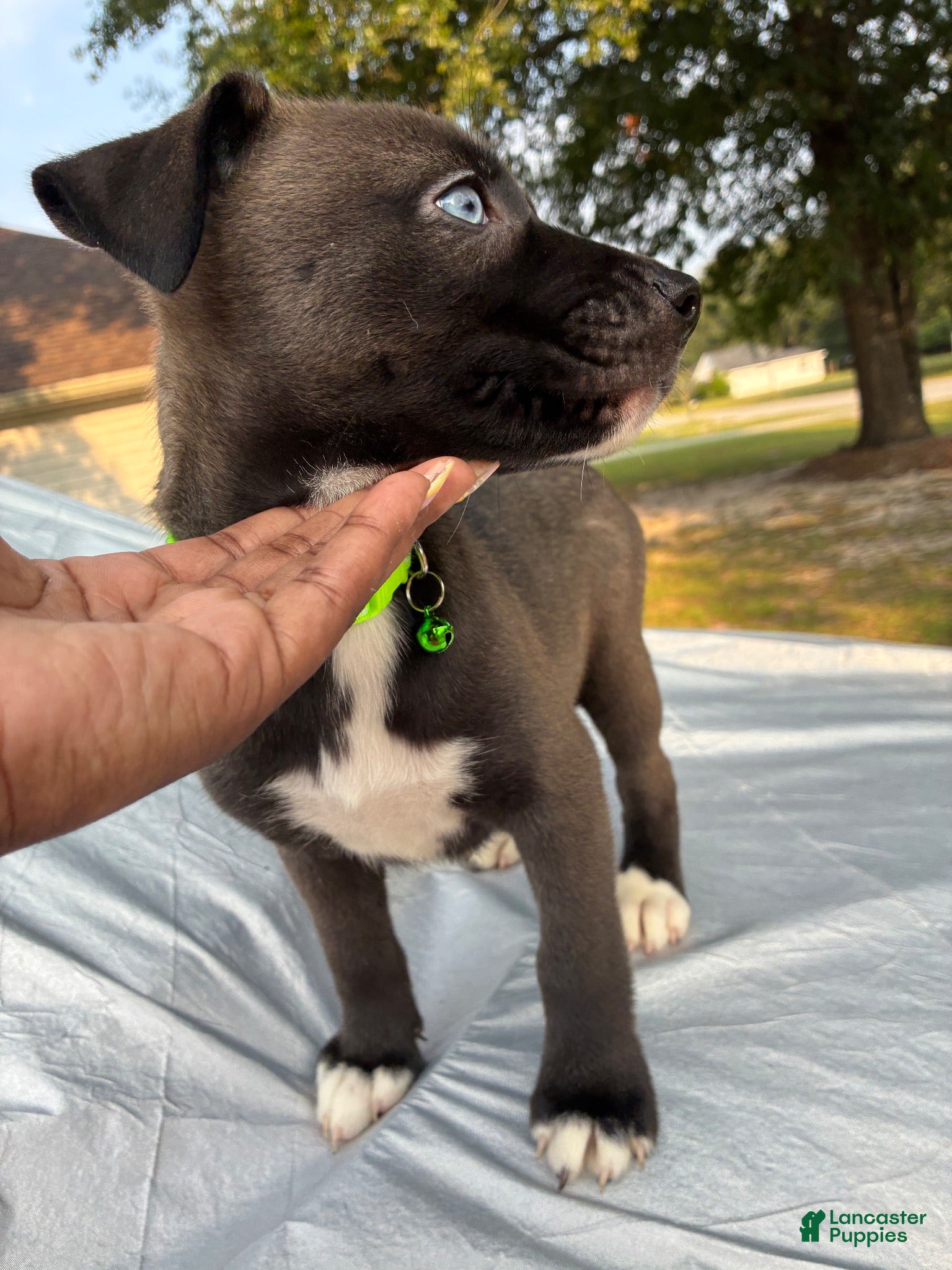 Pitsky dogs Angel - Ad 7