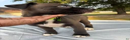 Pitsky dogs for sale: Angel - Ad 1