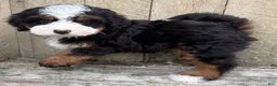 Mini Bernedoodle dogs for sale: 💚IN BOSTON MASSACHUSETTS AREA💚TRADITIONAL TRI COLOR💚MINI BERNEDOODLE BOY💚 - Ad 9