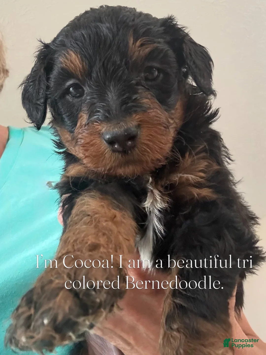 Bernedoodle dogs for sale: Cocoa - Ad 1