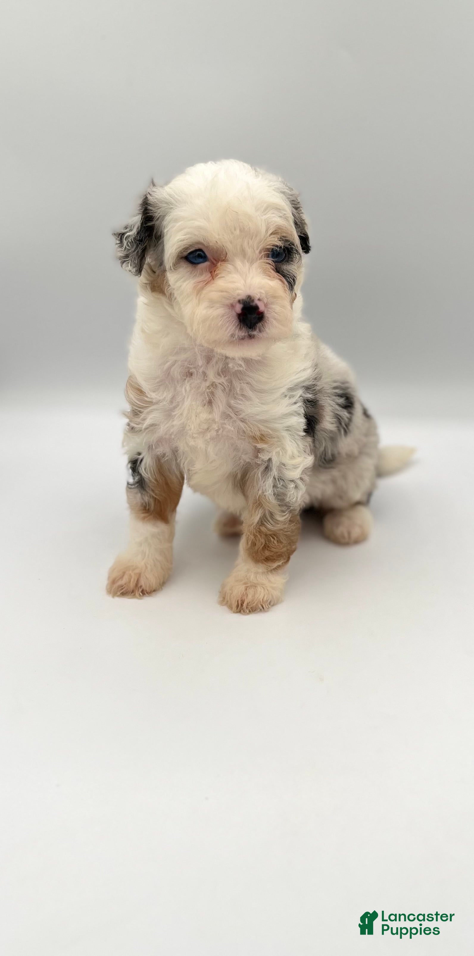 Bernedoodle dogs Fern - Ad 2