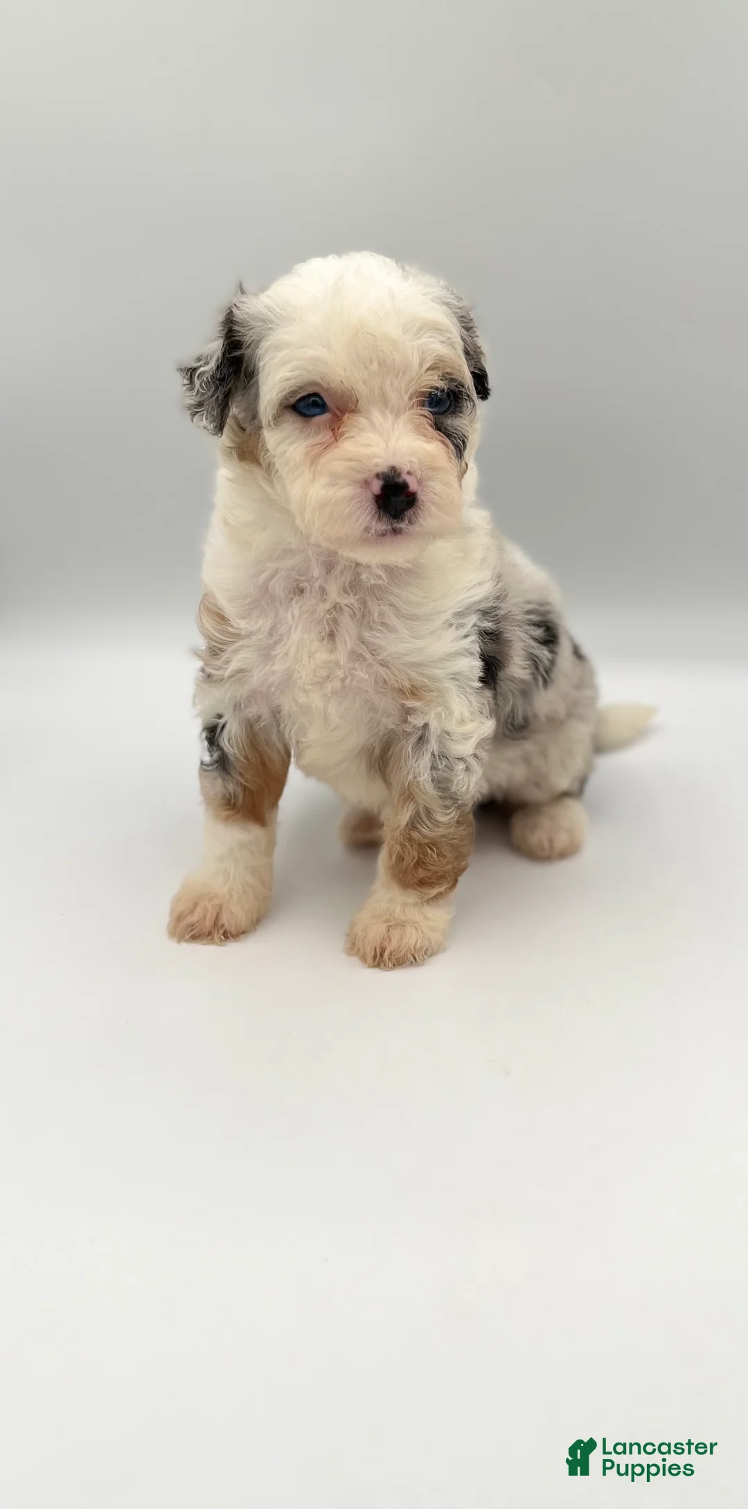 Bernedoodle dogs for sale: Fern - Ad 2