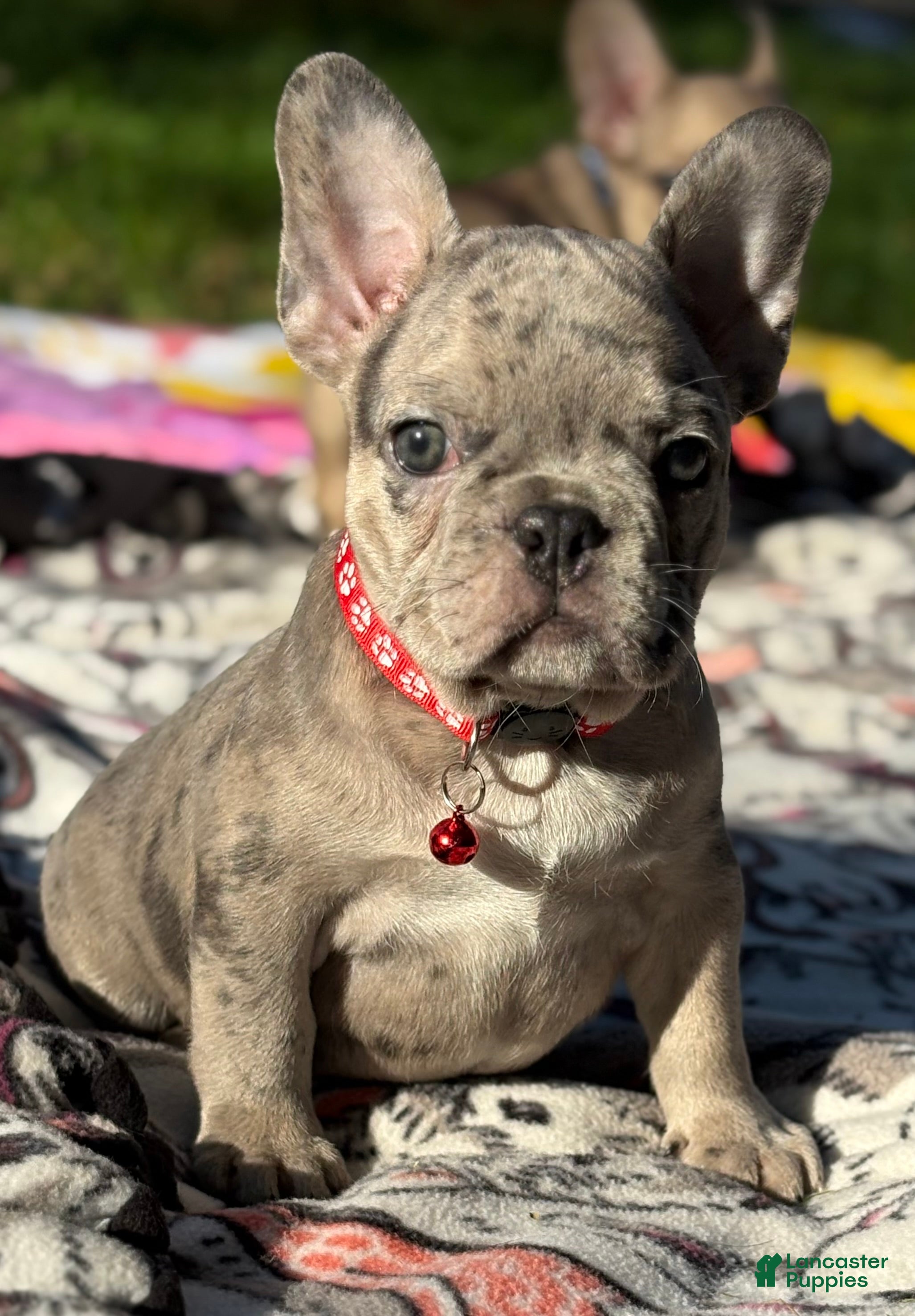 French Bulldog dogs for sale: GIOVANNI - Ad 5