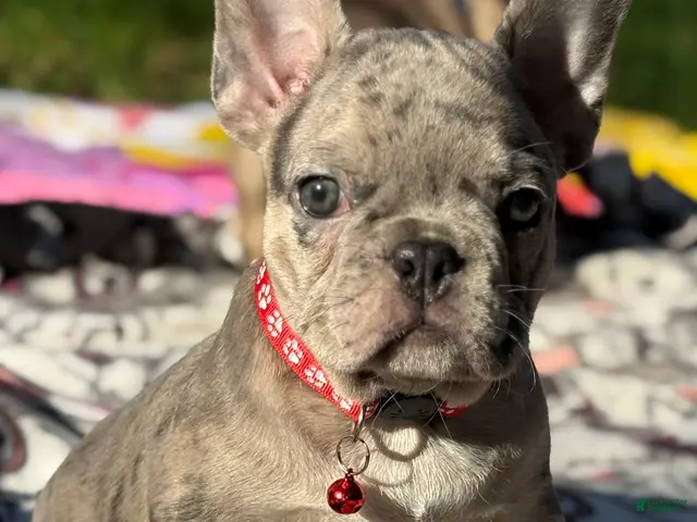 French Bulldog dogs for sale: GIOVANNI - Ad 5