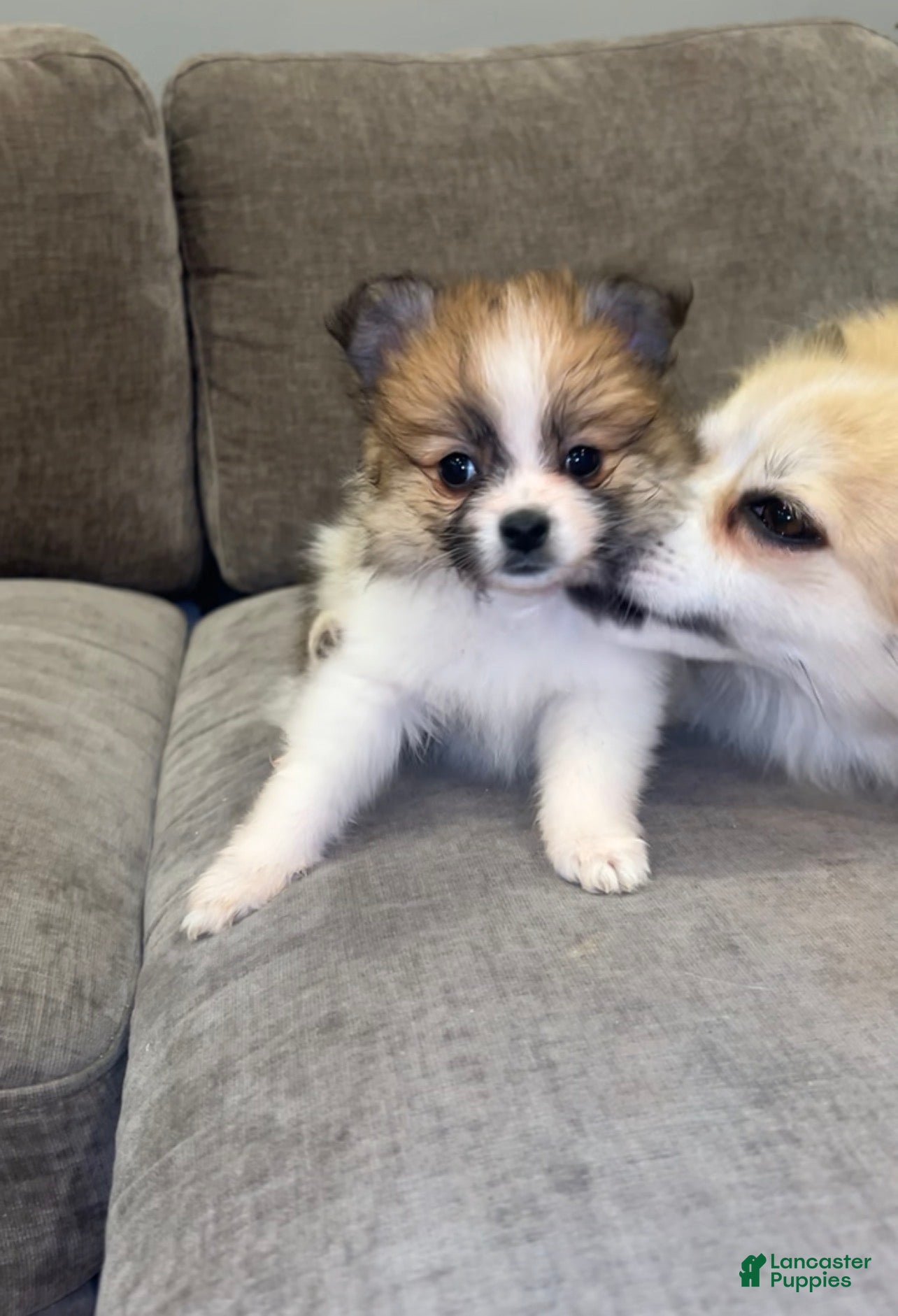 Pomeranian dogs Pomeranian Pups - Ad 36