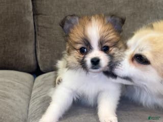 Pomeranian dogs Pomeranian Pups - Ad 36