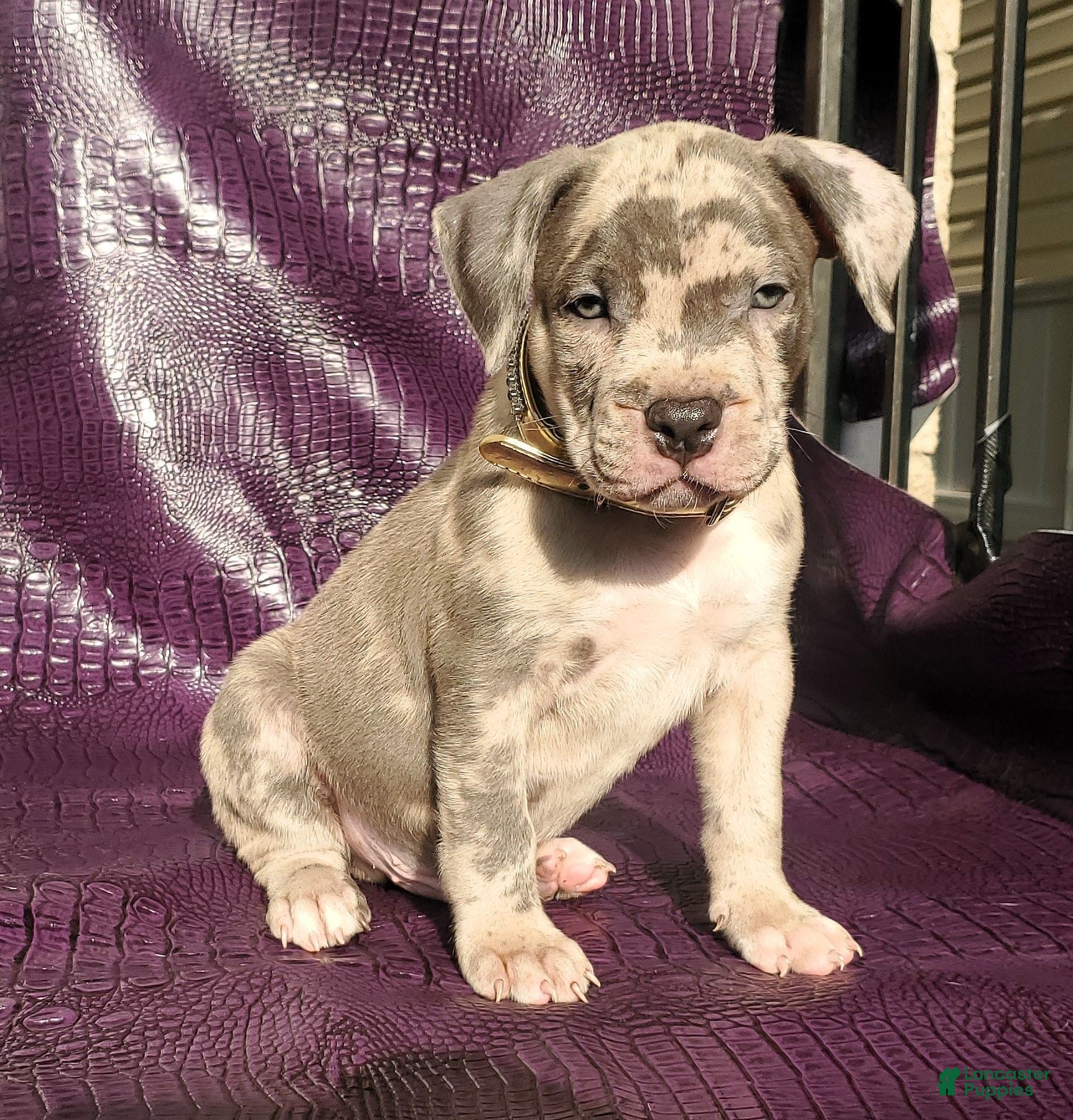 American Bully dogs "THA ROCK" BLUE MERLE - Ad 36