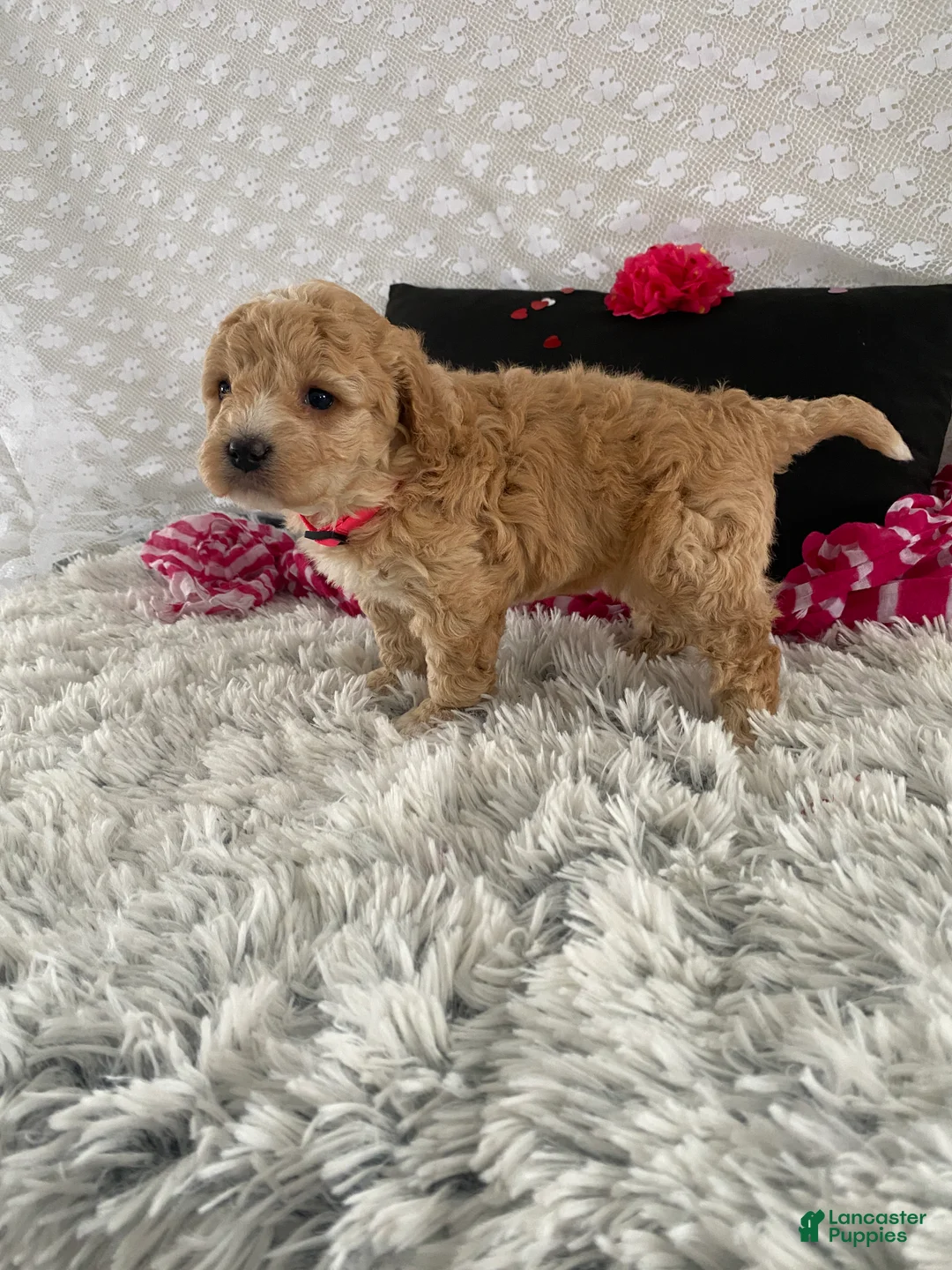 Mixed Breed dogs for sale: Kit - Ad 2