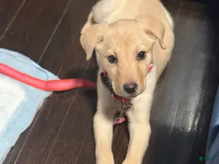 Labrador Retriever dogs Labrador Retriever Puppy 1 - Ad 14