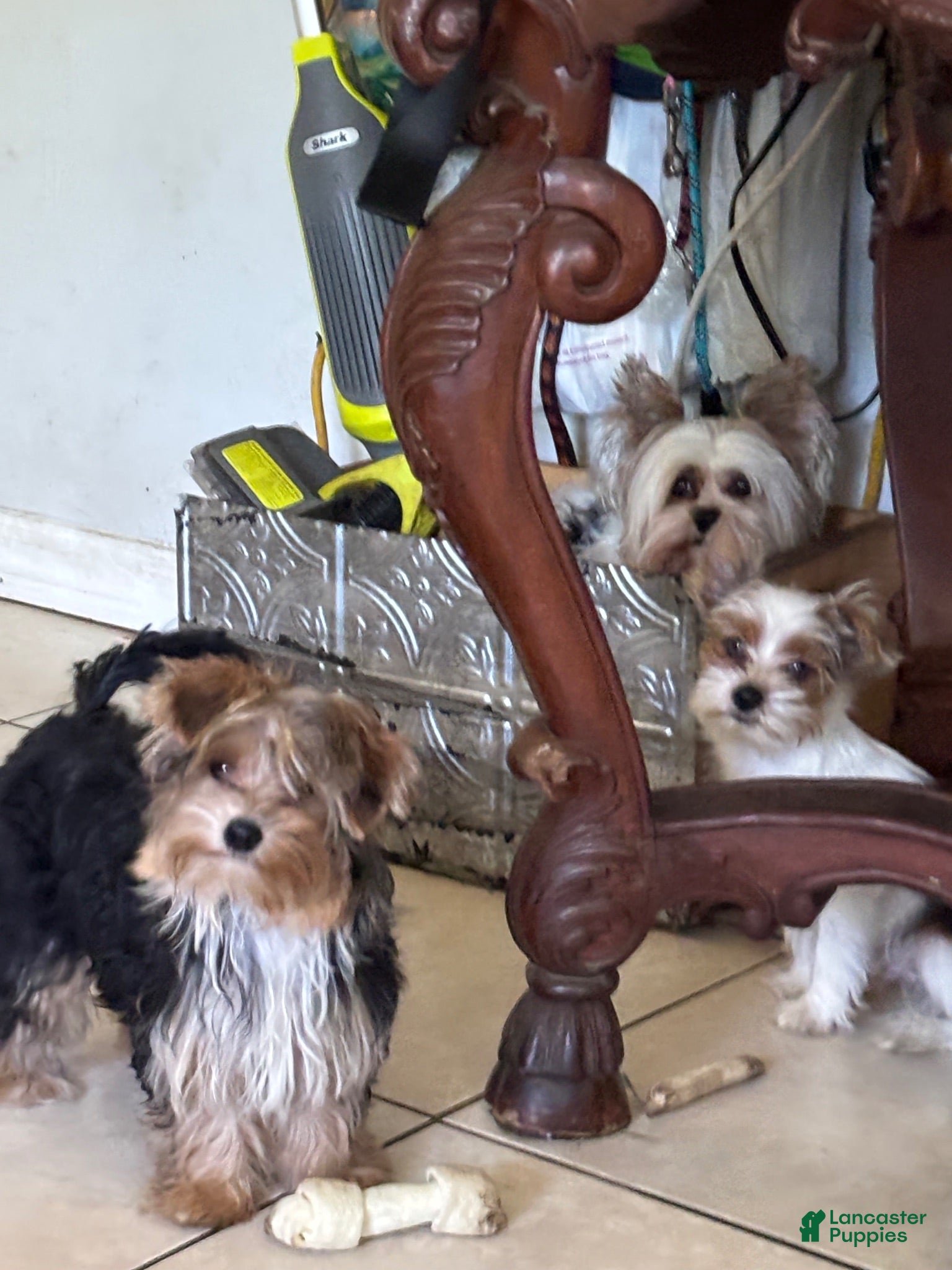 Biewer Terrier dogs for sale: Biewer Terrier 1 - Ad 3