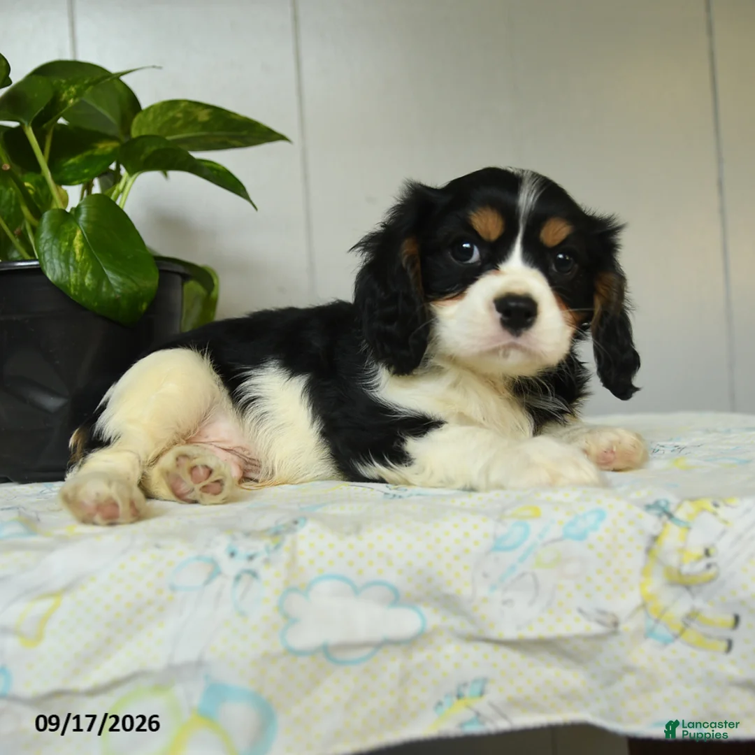 Cavalier King Charles Spaniel dogs for sale: Pauly - Ad 3