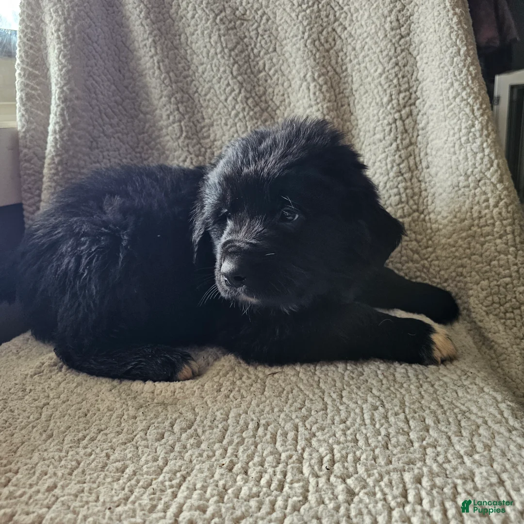 Mixed Breed dogs for sale: Max - Ad 2