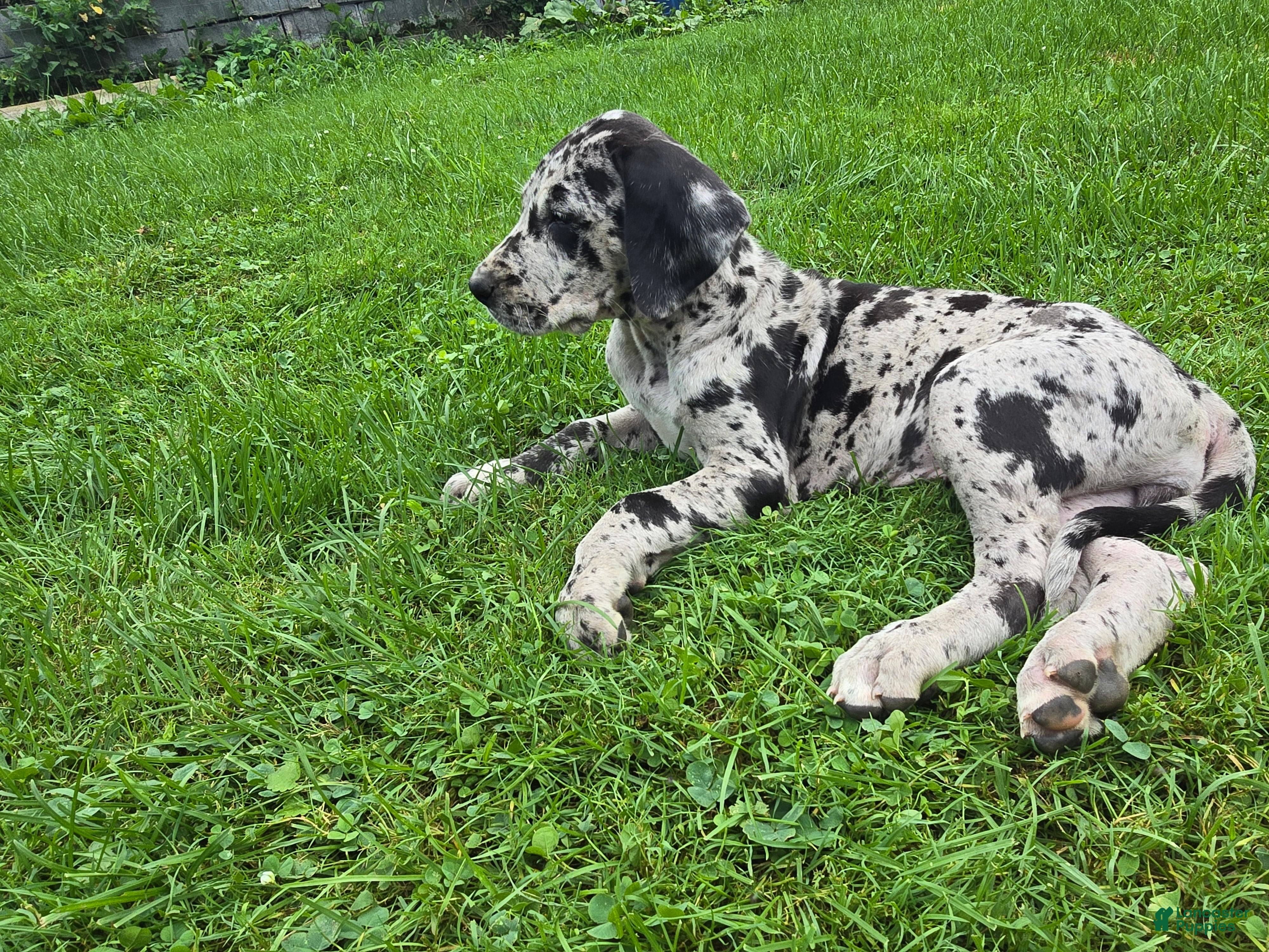 Great Dane dogs Pepper - Ad 2