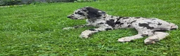 Great Dane dogs for sale: Pepper - Ad 2