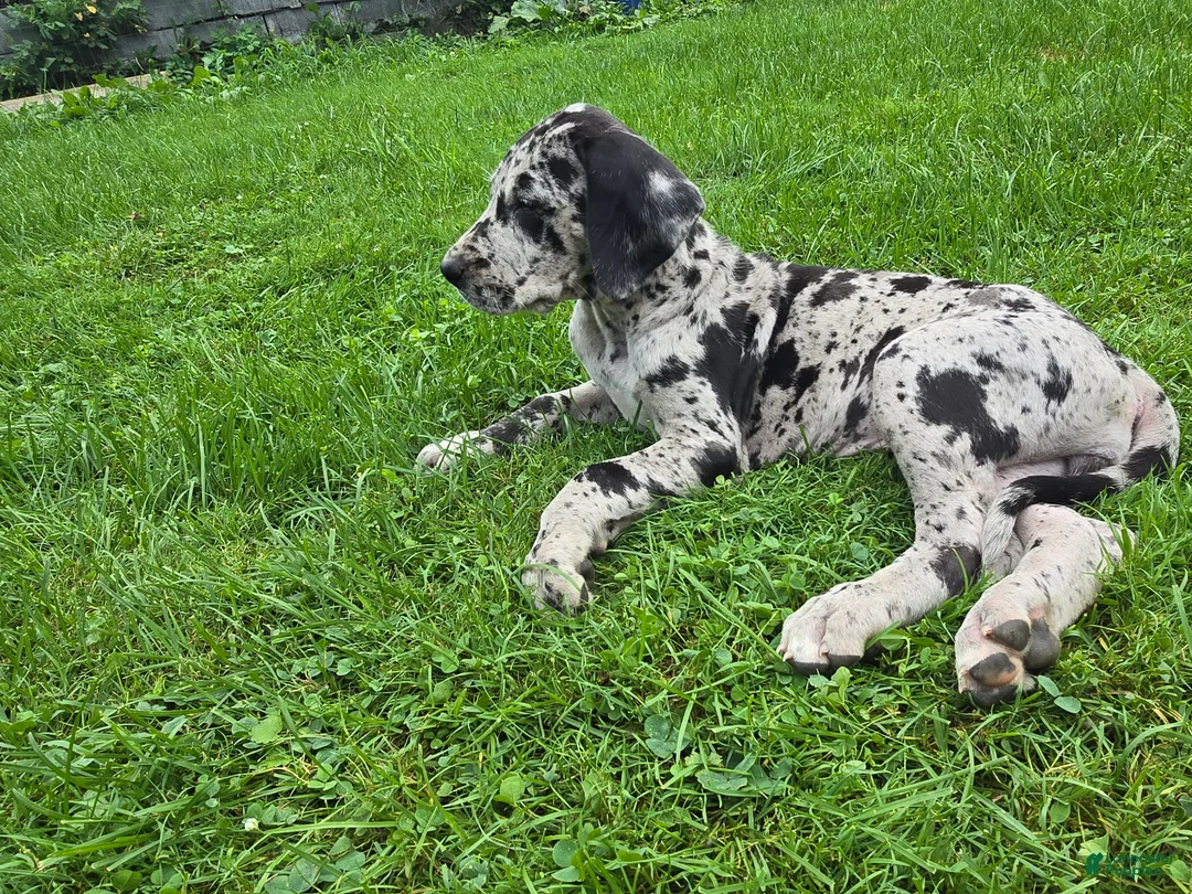 Great Dane dogs for sale: Pepper - Ad 2