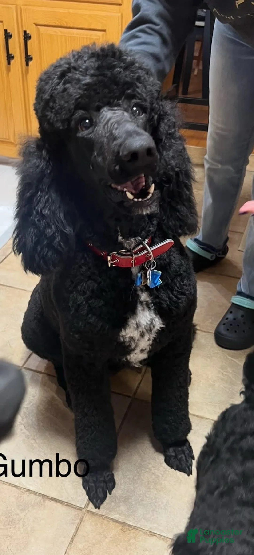 Gallery Image {{count}}